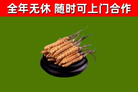 长安镇烟酒回收冬虫夏草.jpg